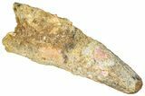 Real Fossil Spinosaurus Tooth - Feeding Worn Tip #365665-1